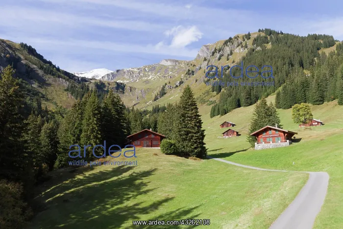  : Alpine cabins on the ridge above Grindelwald, Bernese