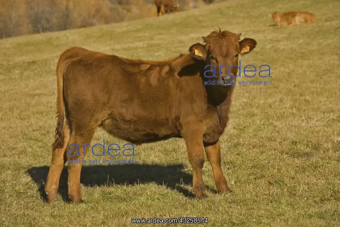 : Alpine Calf : Alpine Calf