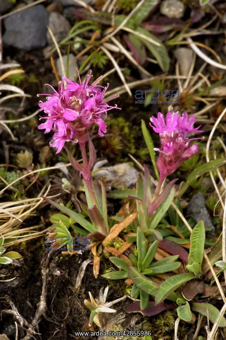 : Alpine catchfly : Alpine catchfly