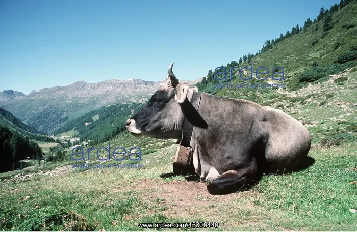 : ALPINE CATTLE : ALPINE CATTLE