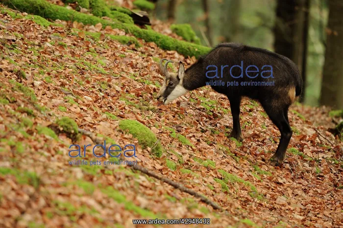 : Alpine Chamois : Alpine Chamois