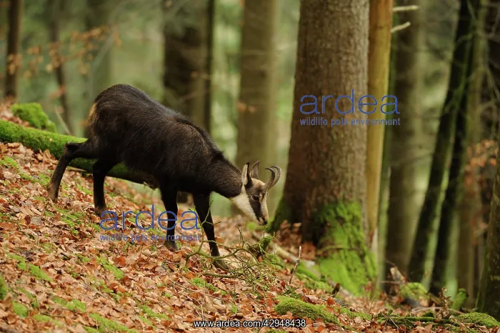 : Alpine Chamois : Alpine Chamois