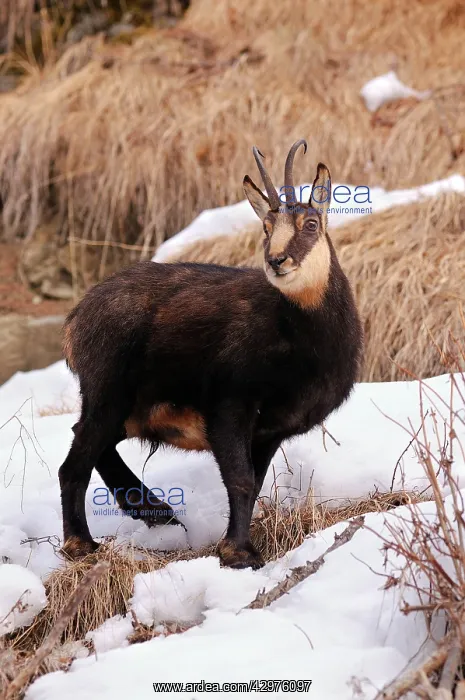 : Alpine Chamois : Alpine Chamois
