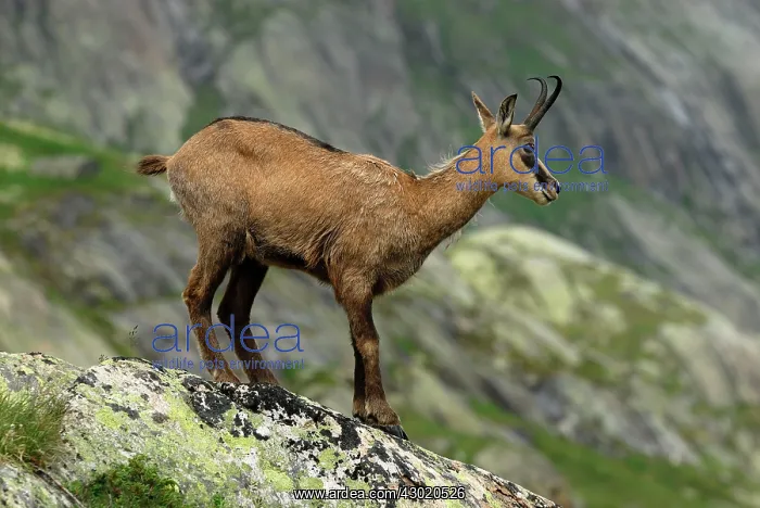 : Alpine Chamois Gamse : Alpine Chamois Gamse