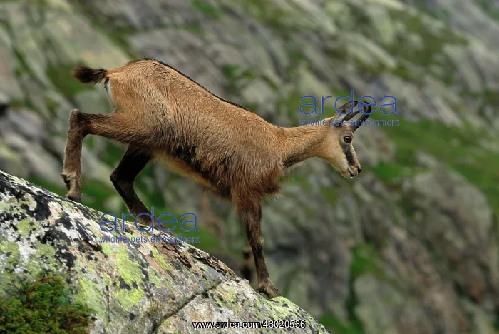 : Alpine Chamois Gamse : Alpine Chamois Gamse