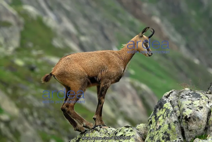 : Alpine Chamois Gamse : Alpine Chamois Gamse