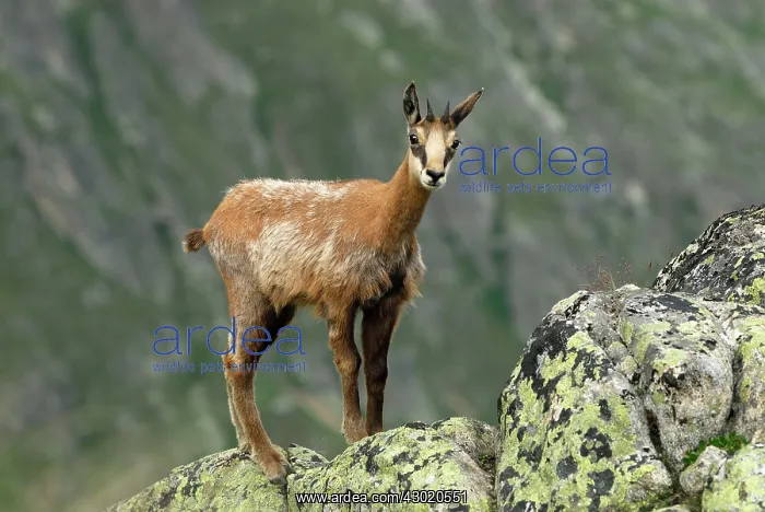 : Alpine Chamois Gamse : Alpine Chamois Gamse