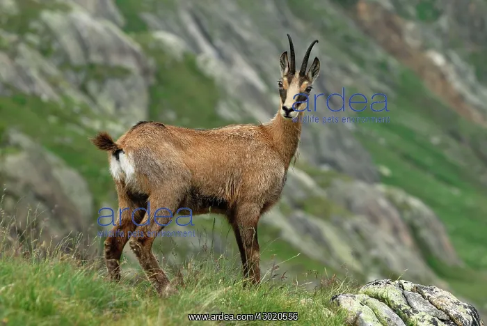 : Alpine Chamois Gamse : Alpine Chamois Gamse