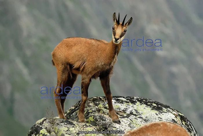 : Alpine Chamois Gamse : Alpine Chamois Gamse