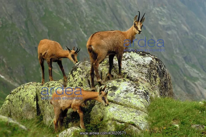 : Alpine Chamois Gamse : Alpine Chamois Gamse