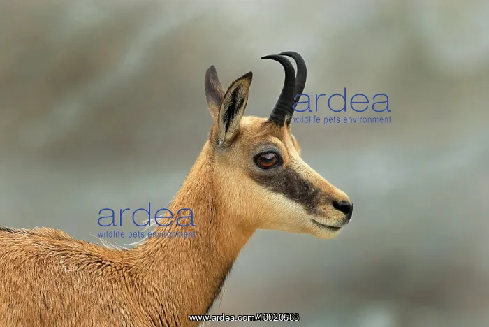 : Alpine Chamois Gamse : Alpine Chamois Gamse