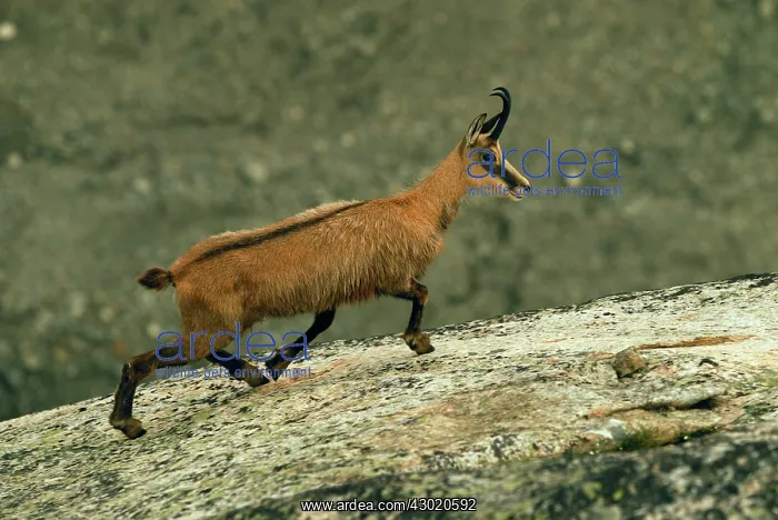 : Alpine Chamois Gamse : Alpine Chamois Gamse