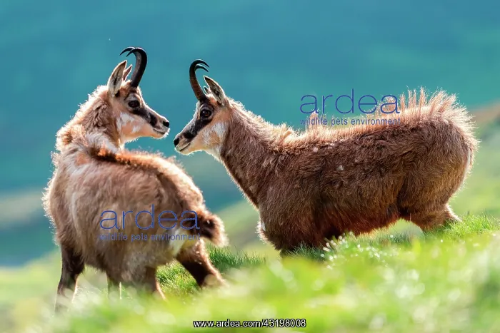 : Alpine Chamois (Rupicapra rupicapra) in grass in : Alpine Chamois (Rupicapra rupicapra) in grass in