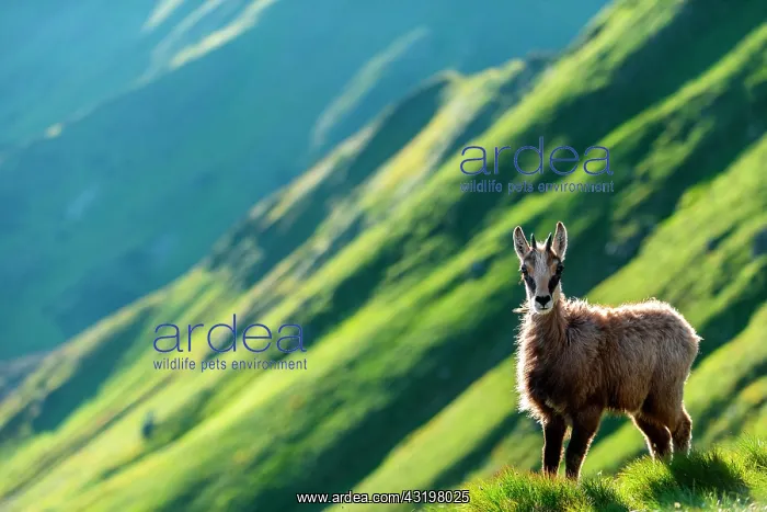 : Alpine Chamois (Rupicapra rupicapra) in grass in : Alpine Chamois (Rupicapra rupicapra) in grass in