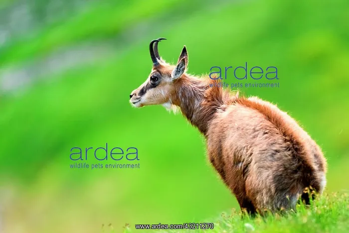 : Alpine Chamois (Rupicapra rupicapra) in grass in : Alpine Chamois (Rupicapra rupicapra) in grass in