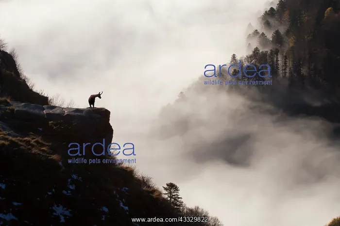 : Alpine chamois (Rupicapra rupicapra) on a grassy : Alpine chamois (Rupicapra rupicapra) on a grassy