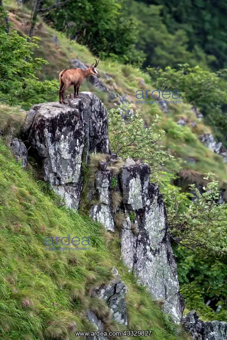 : Alpine chamois (Rupicapra rupicapra) on a grassy : Alpine chamois (Rupicapra rupicapra) on a grassy