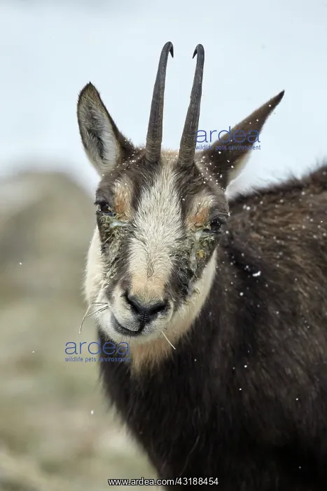 : Alpine chamois (Rupicapra rupicapra) with keratoconjunctivit : Alpine chamois (Rupicapra rupicapra) with keratoconjunctivit