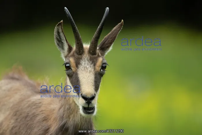 : Alpine Chamois (Rupicapra rupicapra) portrait, Swiss : Alpine Chamois (Rupicapra rupicapra) portrait, Swiss