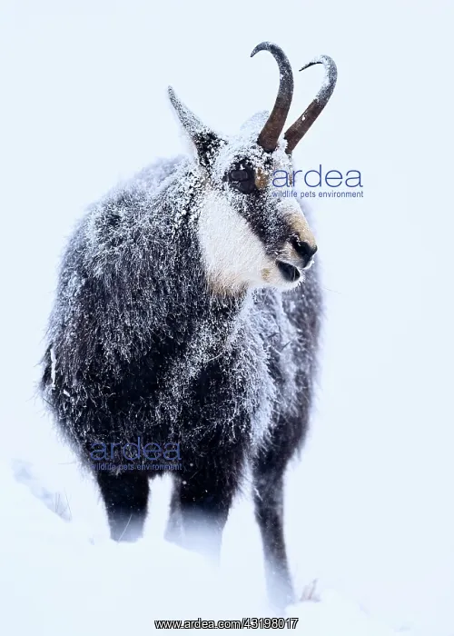 : Alpine Chamois (Rupicapra rupicapra) in the snow : Alpine Chamois (Rupicapra rupicapra) in the snow