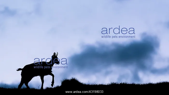 : Alpine Chamois (Rupicapra rupicapra) at sunrise : Alpine Chamois (Rupicapra rupicapra) at sunrise
