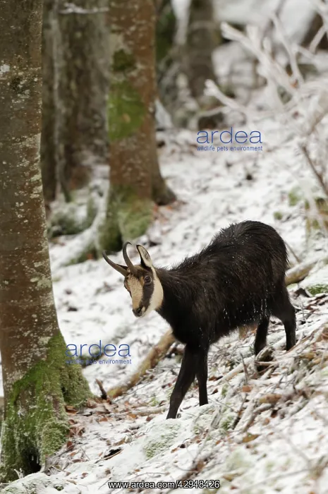 : Alpine Chamois - in snow covered woods : Alpine Chamois - in snow covered woods