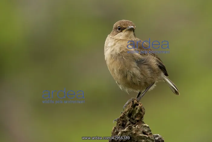: Alpine Chat - Harenna forest : Alpine Chat - Harenna forest