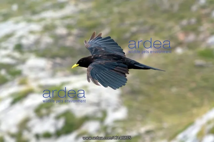  : Alpine Chough