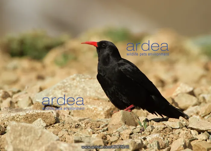  : Alpine Chough