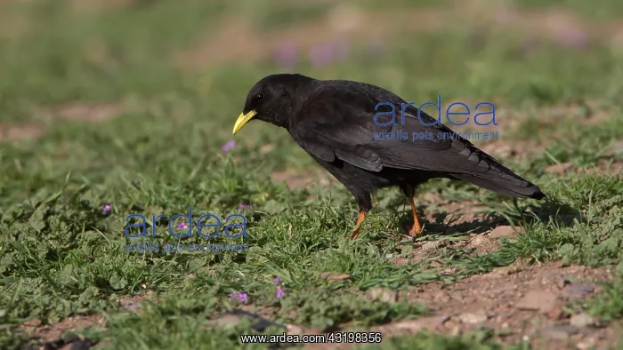 : Alpine chough : Alpine chough