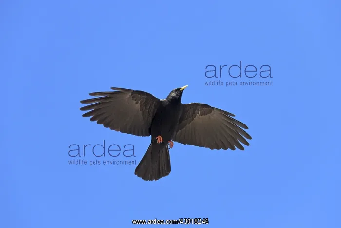  : Alpine Chough adult bird in flight