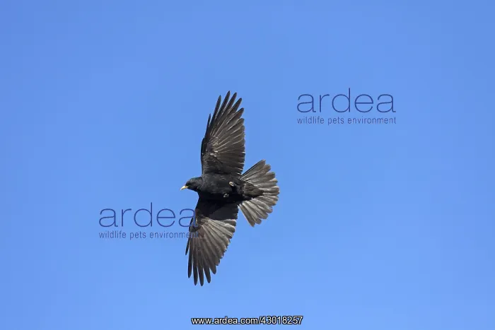  : Alpine Chough adult bird in flight