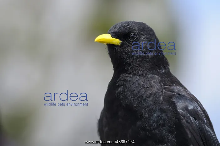 : Alpine chough, adult bird, portrait, July, Wendelstein : Alpine chough, adult bird, portrait, July, Wendelstein