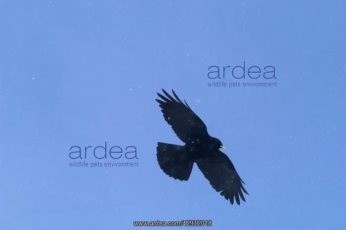  : Alpine Chough, in falling snow
