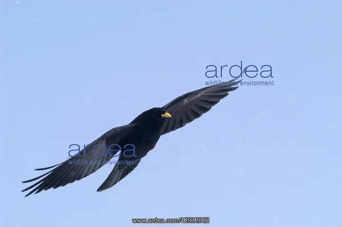 : Alpine Chough, in falling snow : Alpine Chough, in falling snow