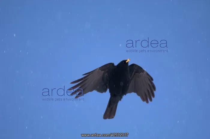  : Alpine Chough, in falling snow