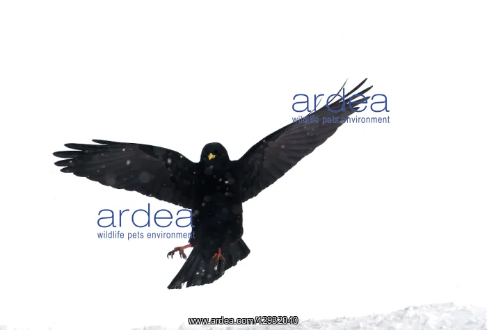 : Alpine Chough, in falling snow : Alpine Chough, in falling snow