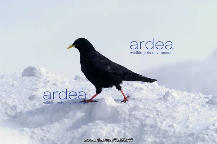 : Alpine Chough, in falling snow : Alpine Chough, in falling snow