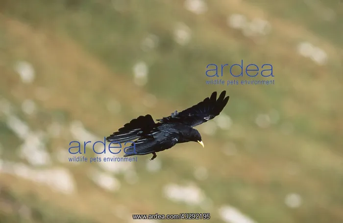 : ALPINE CHOUGH - IN FLIGHT : ALPINE CHOUGH - IN FLIGHT