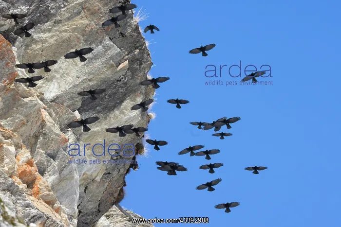 : Alpine Chough flight : Alpine Chough flight