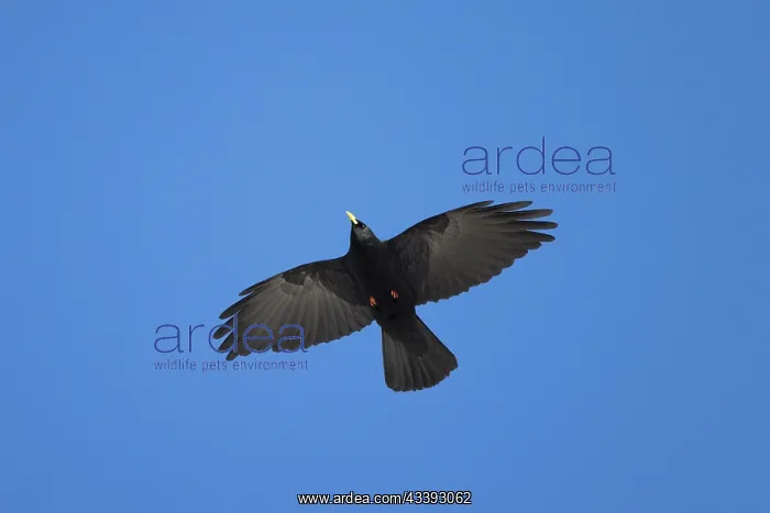 : Alpine Chough flight : Alpine Chough flight