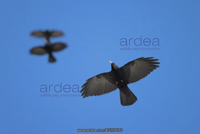 : Alpine Chough flight : Alpine Chough flight