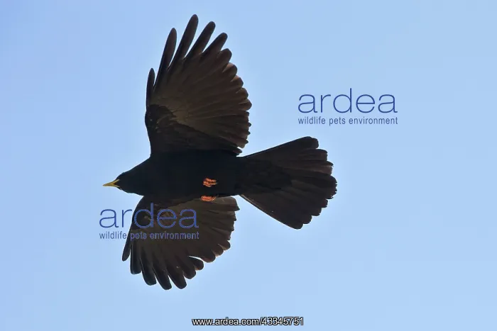 : Alpine Chough - in flight in autumn : Alpine Chough - in flight in autumn