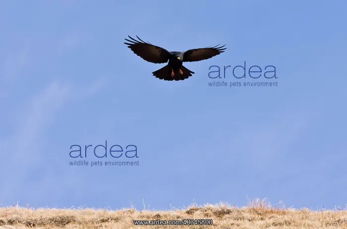 : Alpine Chough - in flight in autumn : Alpine Chough - in flight in autumn
