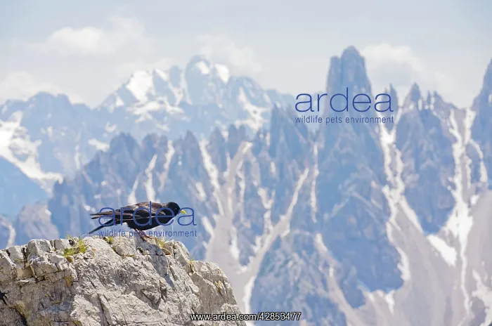 : Alpine Chough - among high peaks in the Dolomites : Alpine Chough - among high peaks in the Dolomites