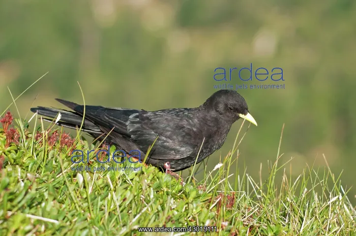  : Alpine Chough in mountain meadow