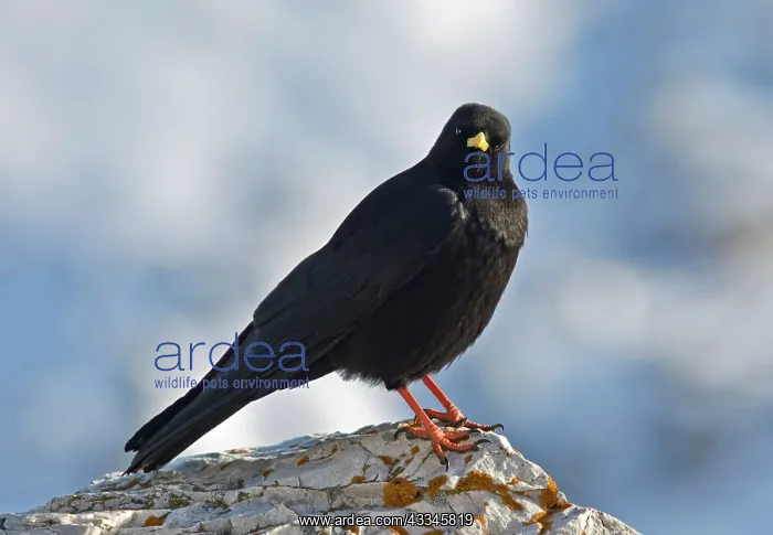 : Alpine Chough - perched on dolomite rock in autumn : Alpine Chough - perched on dolomite rock in autumn