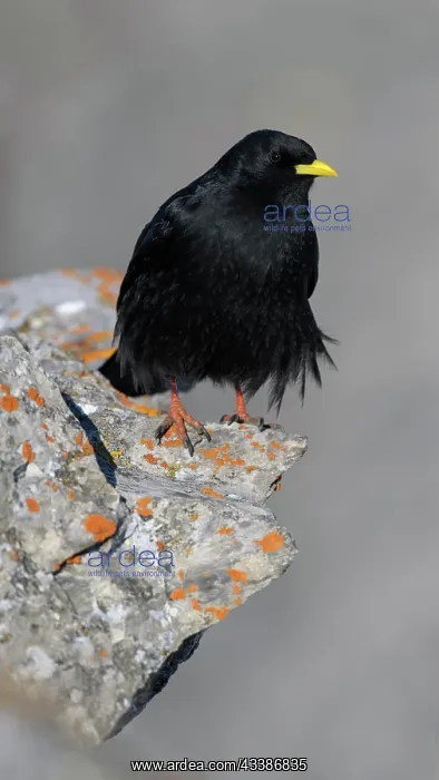: Alpine chough (Pyrrhocorax graculus), on a lichen-covered : Alpine chough (Pyrrhocorax graculus), on a lichen-covered