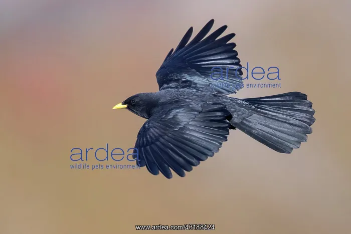 : Alpine Chough (Pyrrhocorax graculus), adult in flight : Alpine Chough (Pyrrhocorax graculus), adult in flight