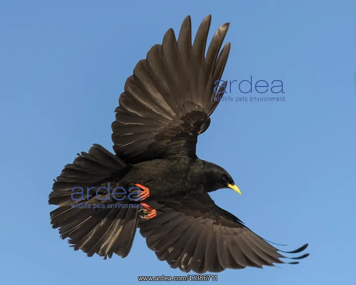 : Alpine chough (Pyrrhocorax graculus), blue sky in : Alpine chough (Pyrrhocorax graculus), blue sky in